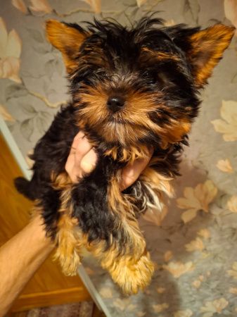 Чистокровные щенки Йоркширского Терьера.