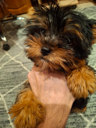 Чистокровные щенки Йоркширского Терьера.