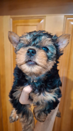 Чистокровные щенки Йоркширского Терьера.